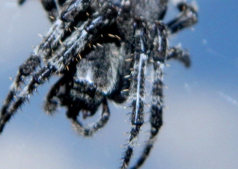 Araneus angulatus - Molveno (TN)